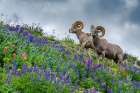 USA, Utah. Two bighorn rams grazing, Mount Timpanogos. Art Print